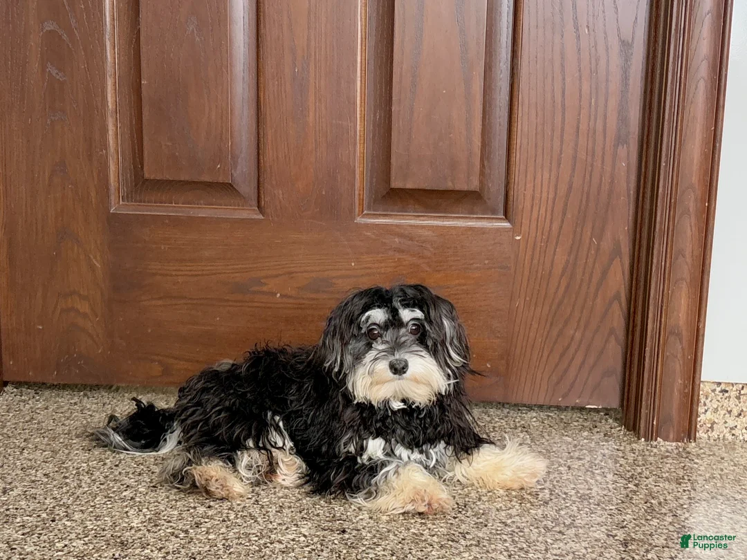 Mixed Breed dogs for sale: Hannah - Ad 7