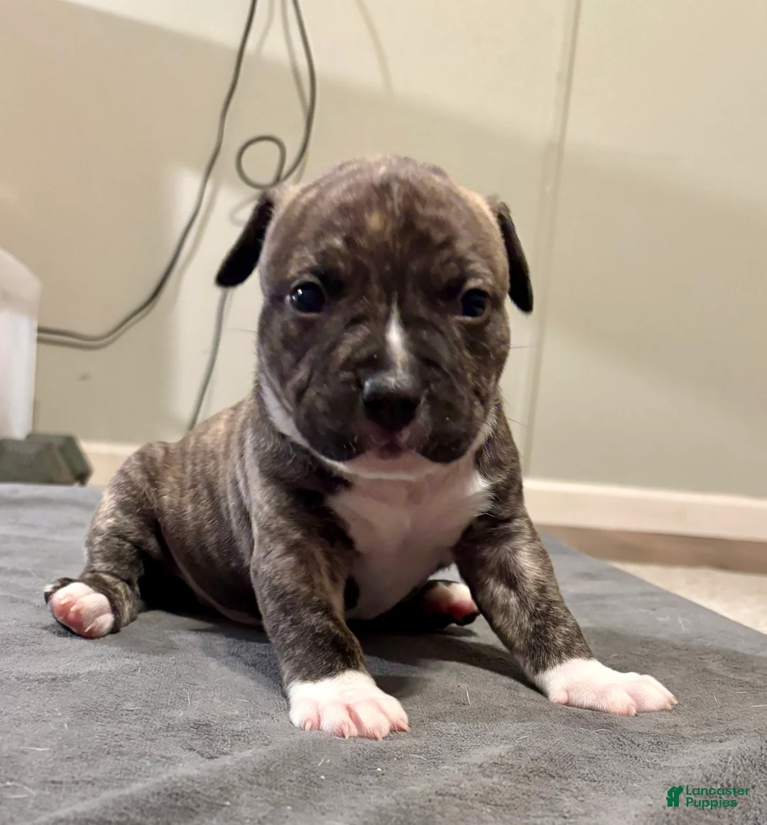 American Bully dogs for sale: Dock - Ad 1