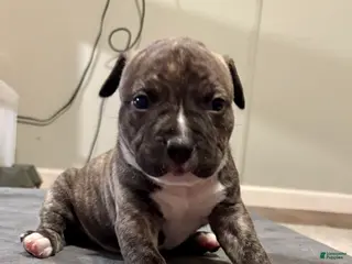 American Bully dogs for sale: Dock - Ad 4