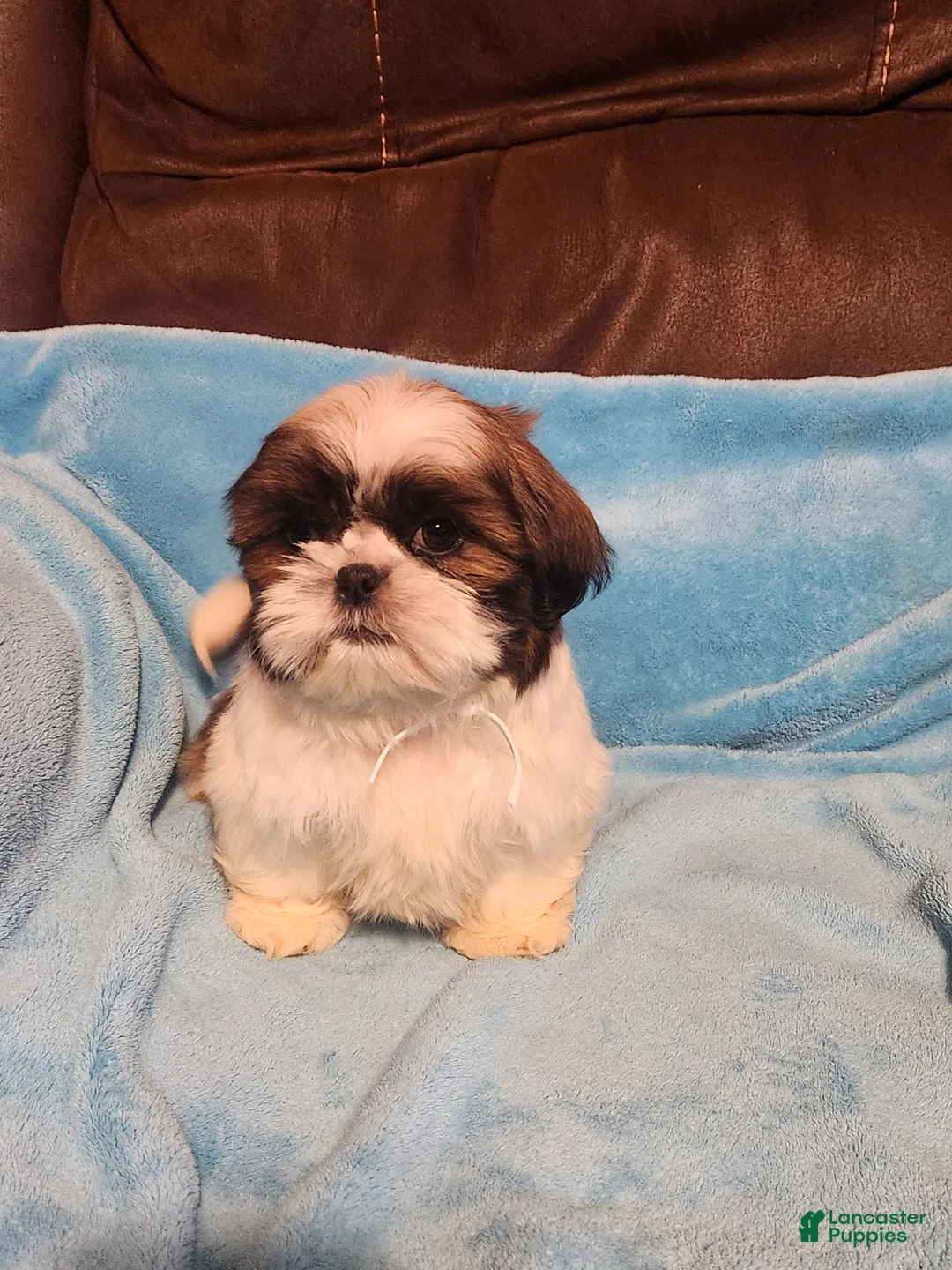 Shih Tzu dogs for sale: Shih Tzu Puppy 2 - Ad 4