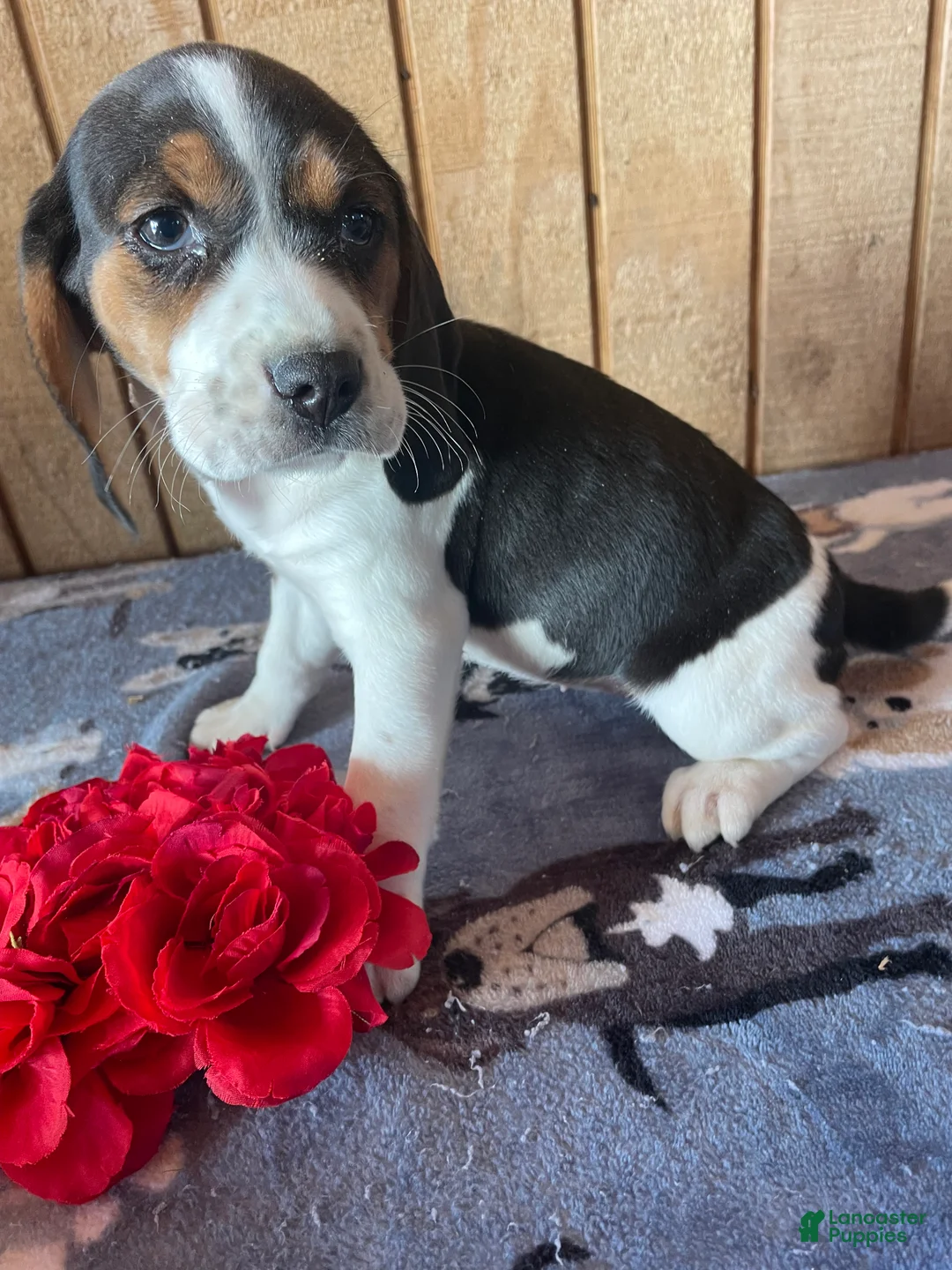 Beagle dogs for sale: Blanche - Ad 2