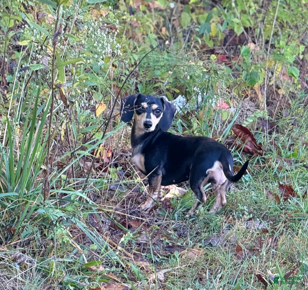 Dachshund dogs for sale: Dachshund Puppy 2 - Ad 12