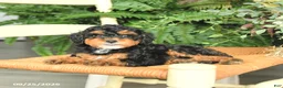 Havapoo dogs for sale: Darcy - Ad 4