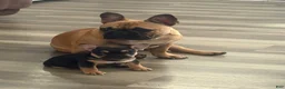French Bulldog dogs for sale: French Bulldog 2 - Ad 6