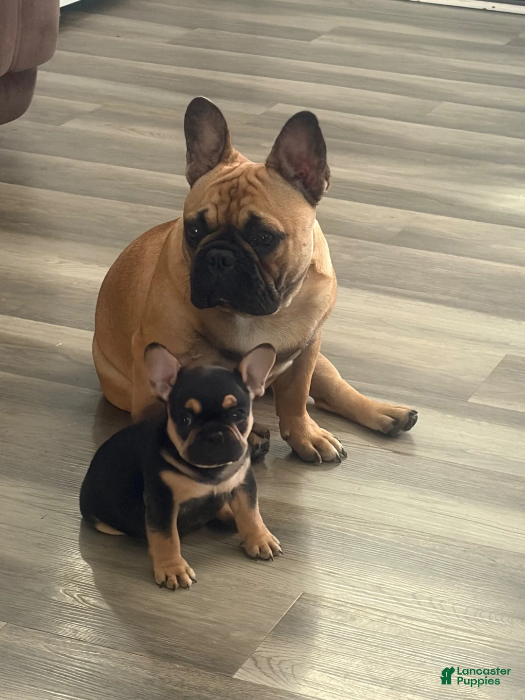French Bulldog dogs for sale: French Bulldog 2 - Ad 6