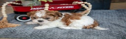 Shih Tzu dogs for sale: Hunter - Ad 2