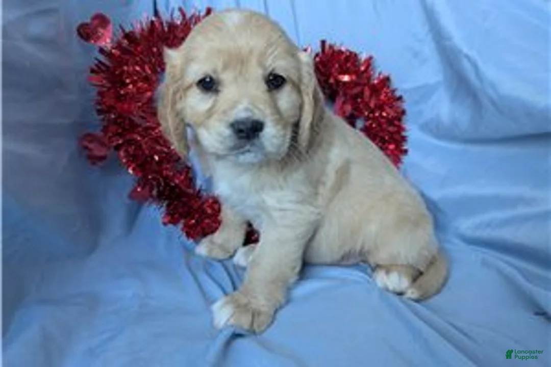 Mixed Breed dogs for sale: Ginger - Ad 7