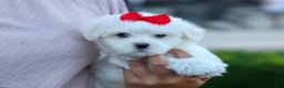 Maltese dogs for sale: OLLIE - Ad 3