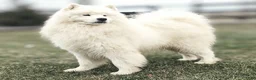 Samoyed dogs for sale: Asher - Ad 6