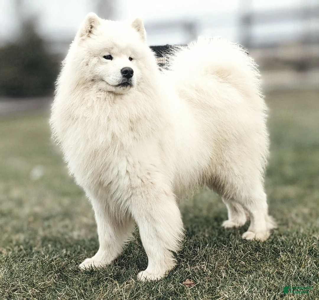 Samoyed dogs for sale: Asher - Ad 6