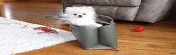 Pomeranian dogs for sale: Teacup Tony - Ad 24