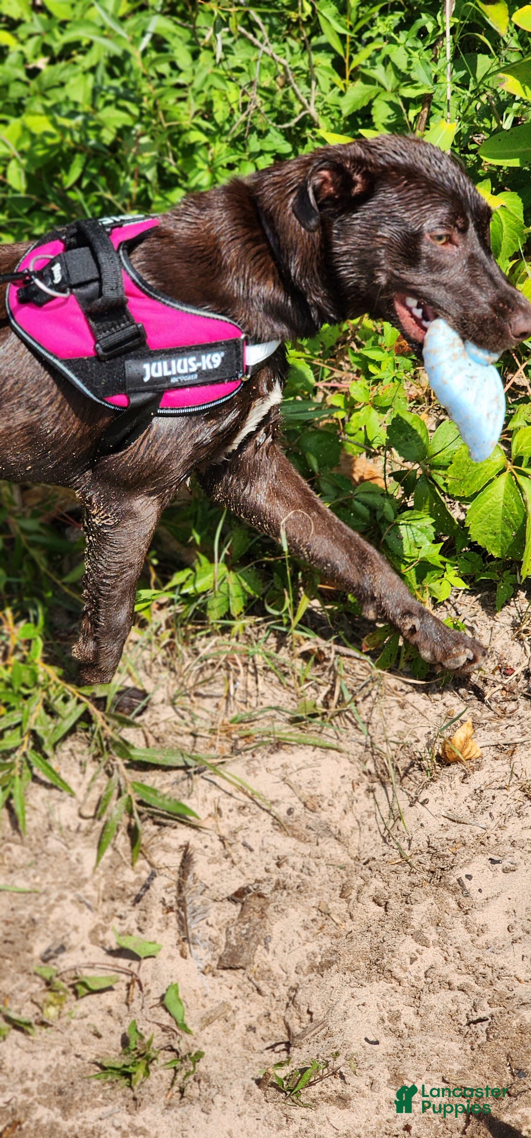 Mixed Breed dogs for sale: Willow - Ad 7