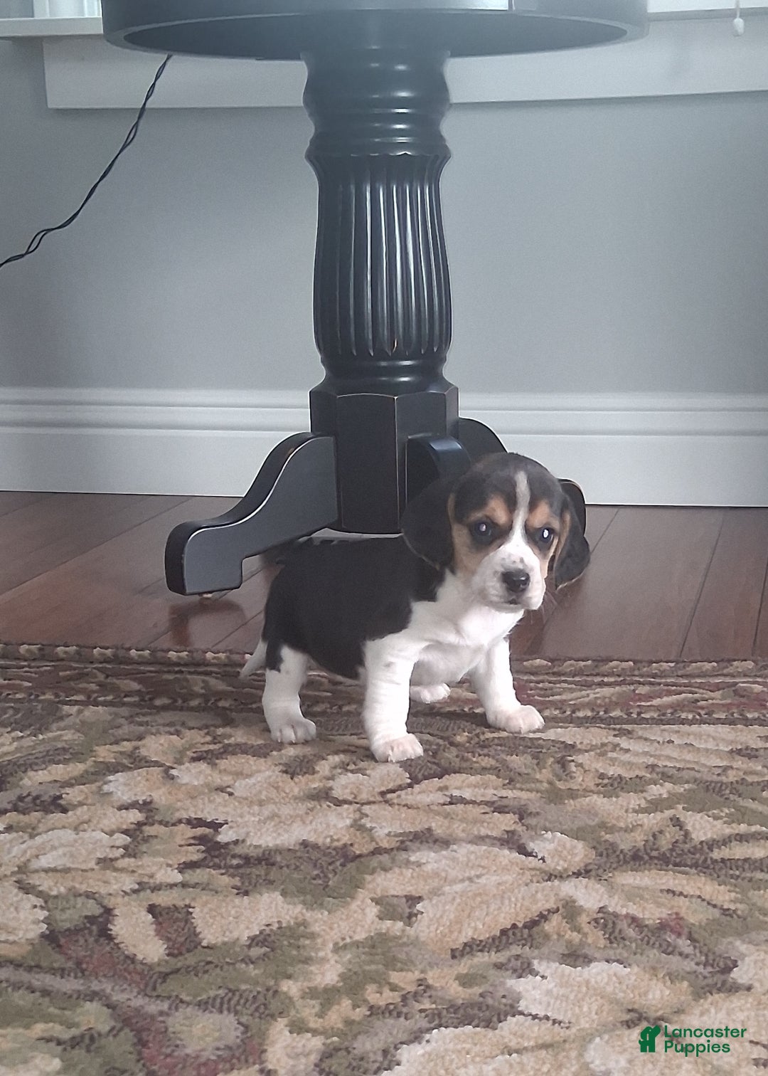 Beagle dogs for sale: Daisy  - Ad 2