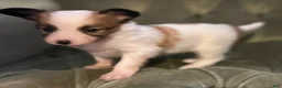 Papillon dogs for sale: Han - Ad 2