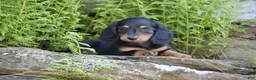 Miniature Dachshund dogs for sale: Mayor - Ad 2
