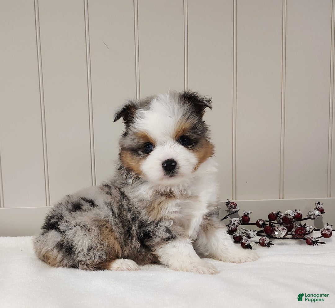 Miniature Australian Shepherd dogs for sale: Miniature Australian Shepherd Puppy 1 - Ad 4
