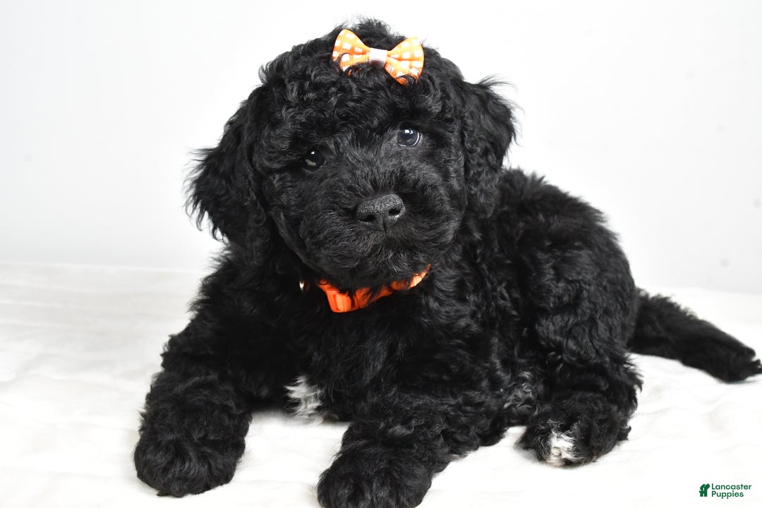 Mini Goldendoodle dogs for sale: AJ - Ad 3