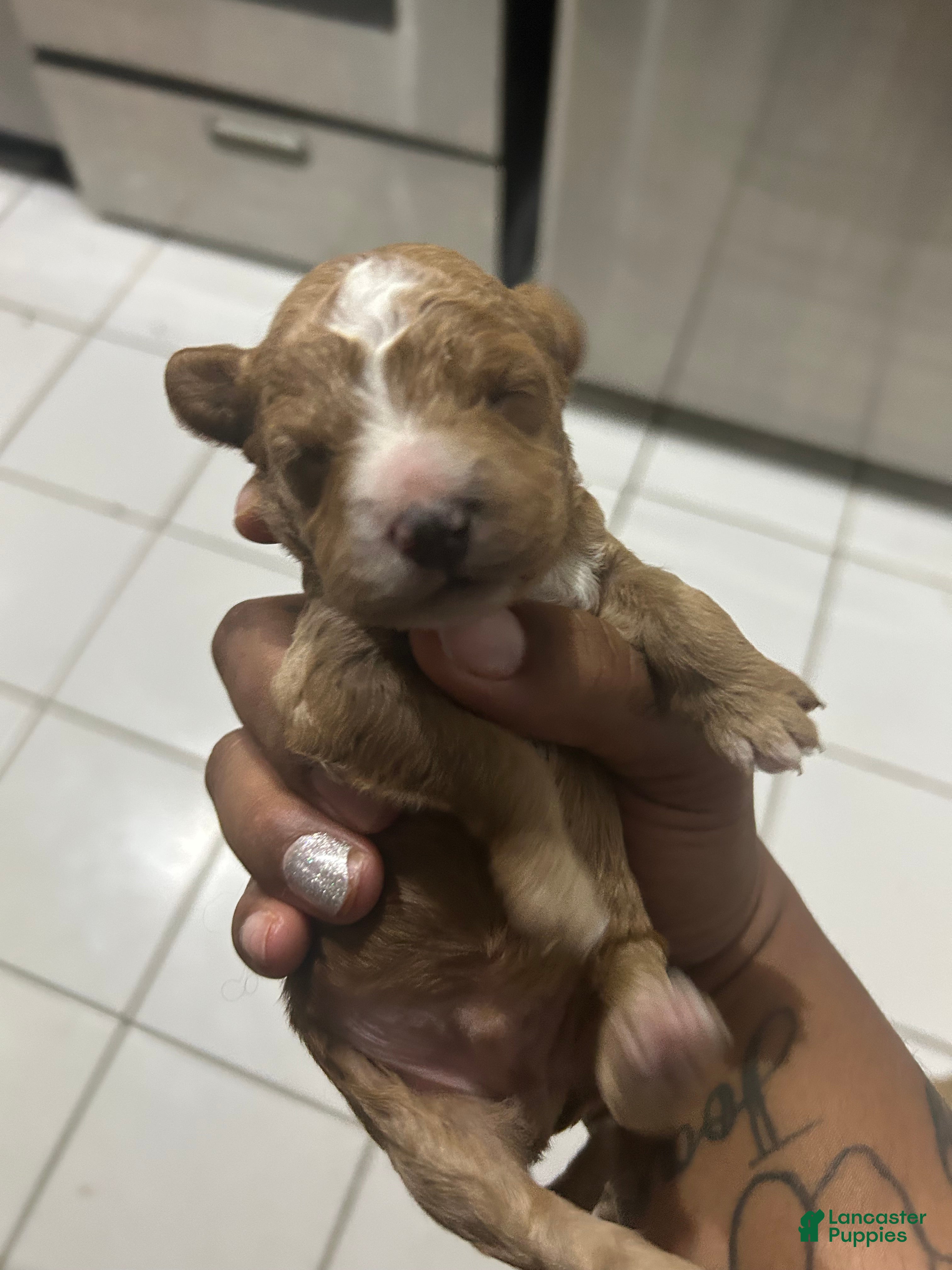 Cavapoo dogs Cavapoo Puppy 3 - Ad 15