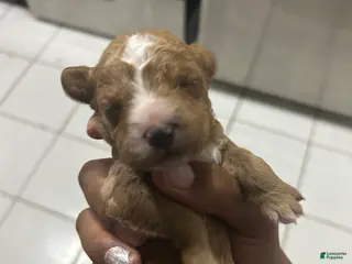 Cavapoo dogs Cavapoo Puppy 3 - Ad 15