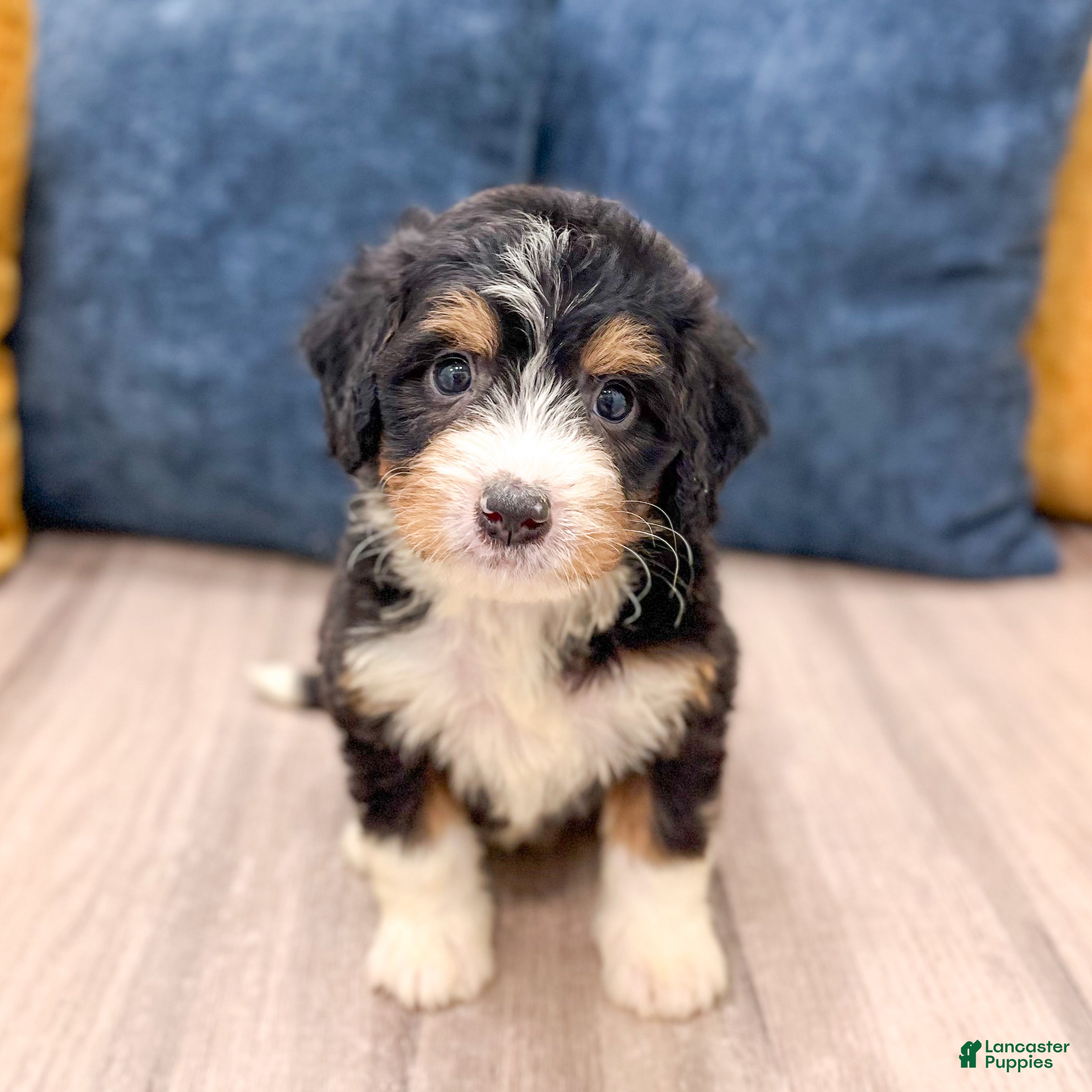 Mini Bernedoodle dogs Abby - Ad 2
