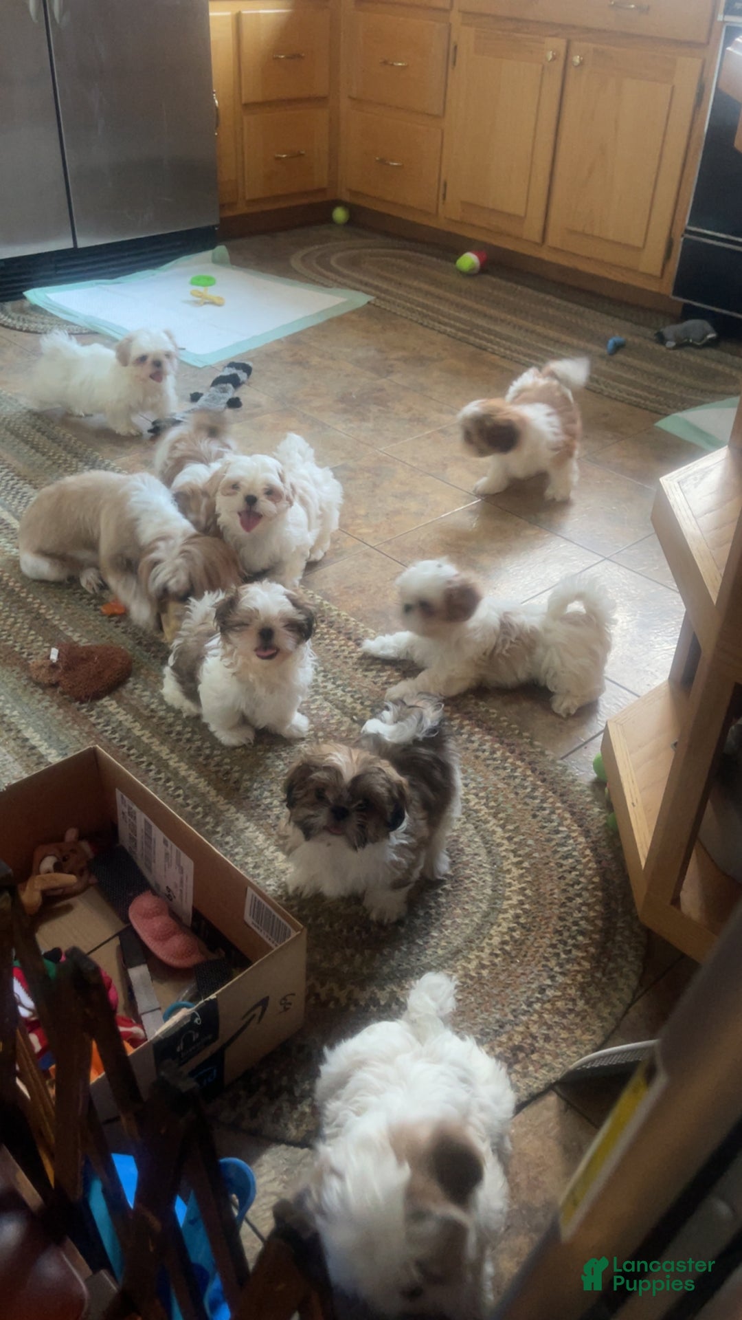 Shih Tzu dogs for sale: Shih Tzu Puppy 1 - Ad 25