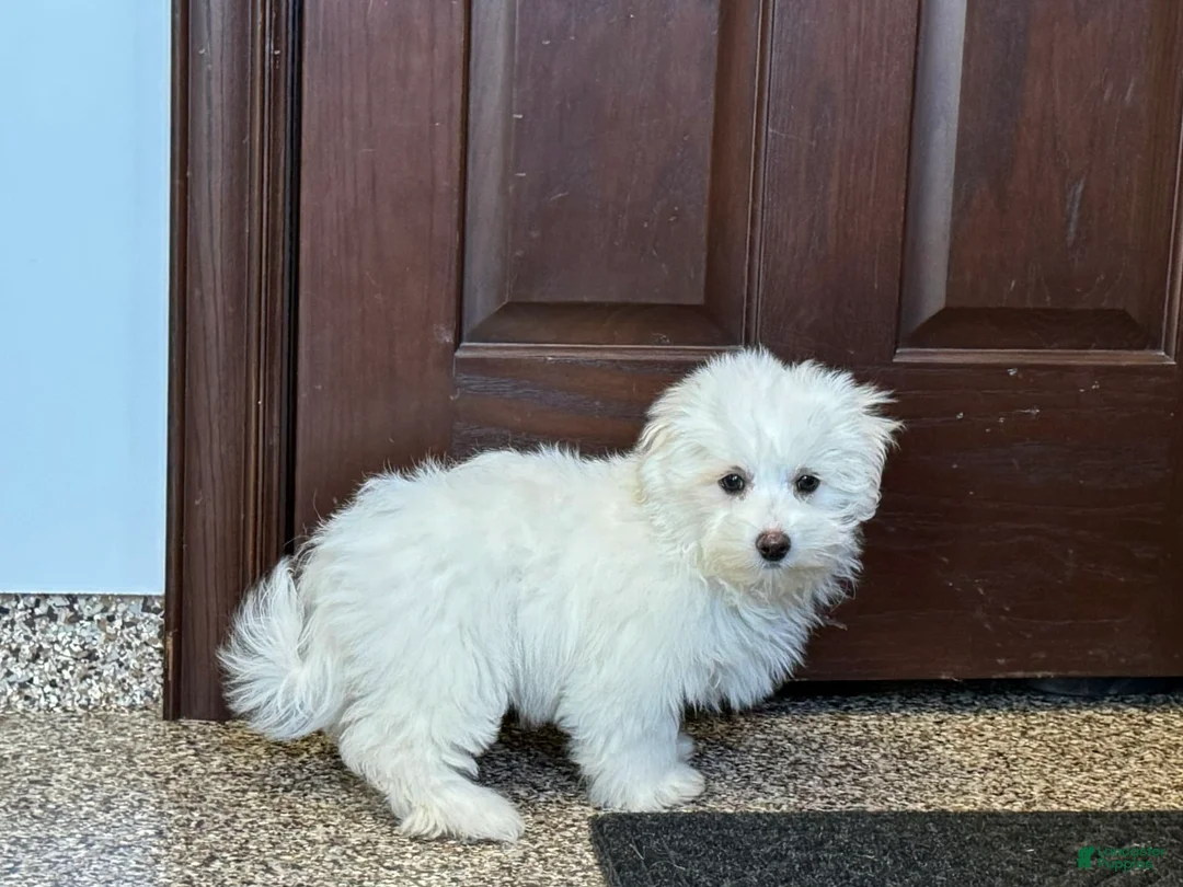 Coton De Tulear dogs for sale: Coton Male 1 - Ad 5