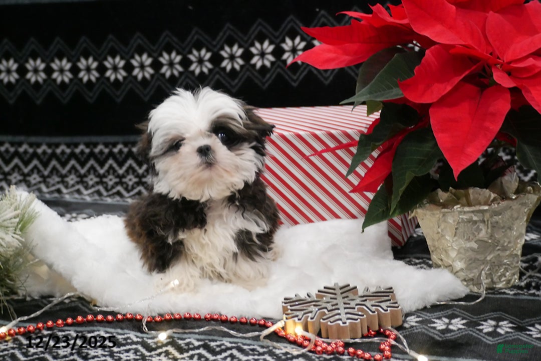 Shih Tzu dogs for sale: Elf - Ad 1