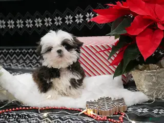 Shih Tzu dogs Elf - Ad 8