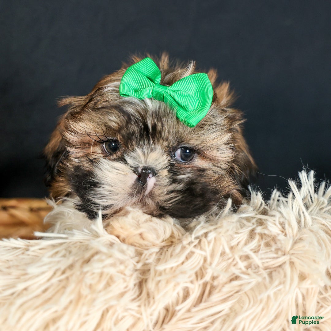 Shih Tzu dogs for sale: RUSTY - Ad 10
