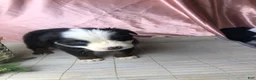 Australian Shepherd dogs for sale: Australian Shepherd 1 (Panda)  - Ad 5