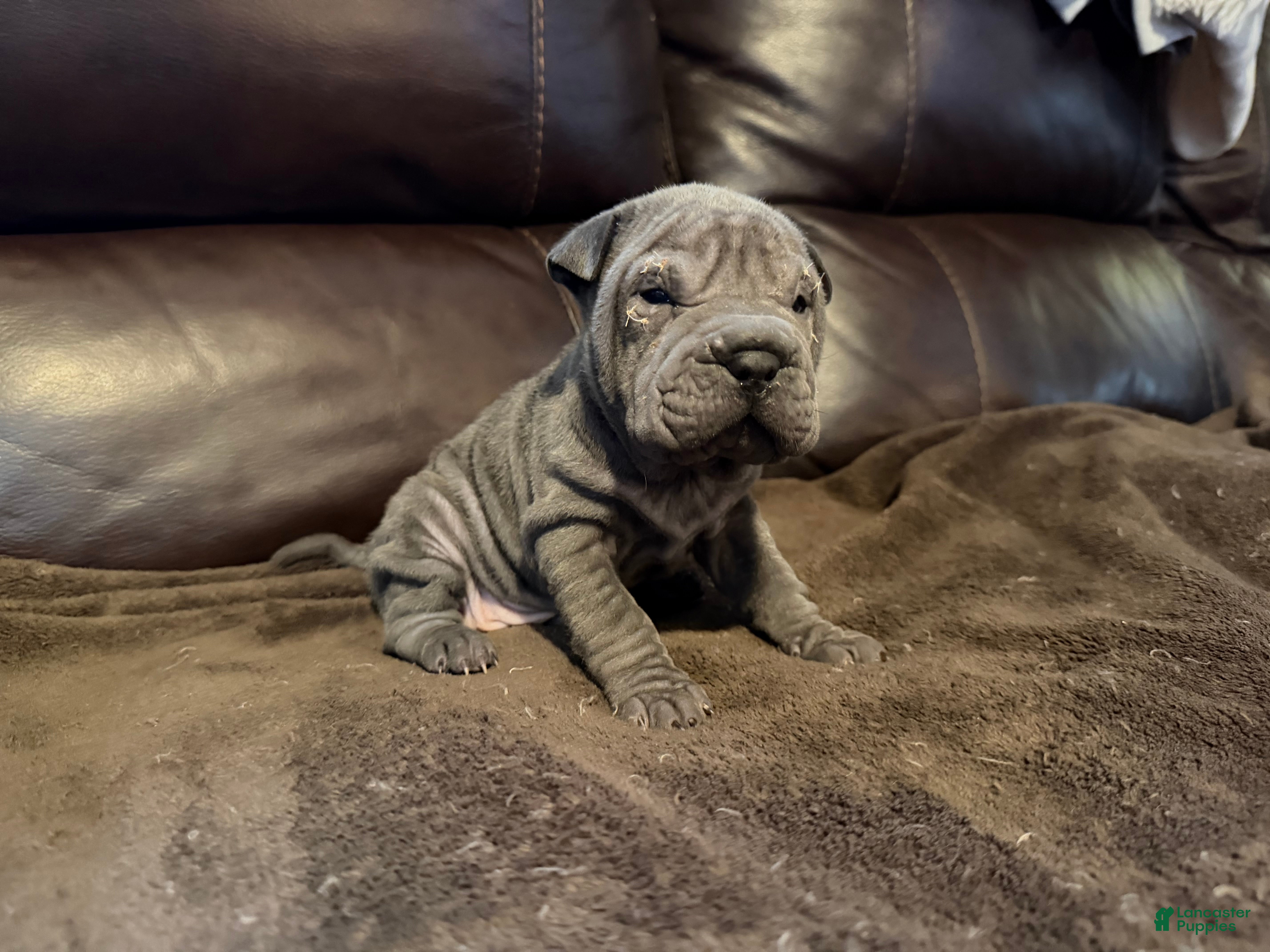 Shar Pei dogs Clementine - Ad 16