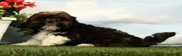 Shih Tzu dogs for sale: Liberty - Ad 3