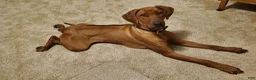 Rhodesian Ridgeback dogs for sale: Lucy - Ad 3
