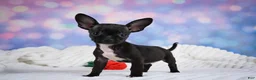 Chihuahua dogs for sale: Becko - Ad 3
