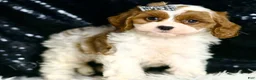Cavapoo dogs for sale: Dumpling F1 - Ad 3