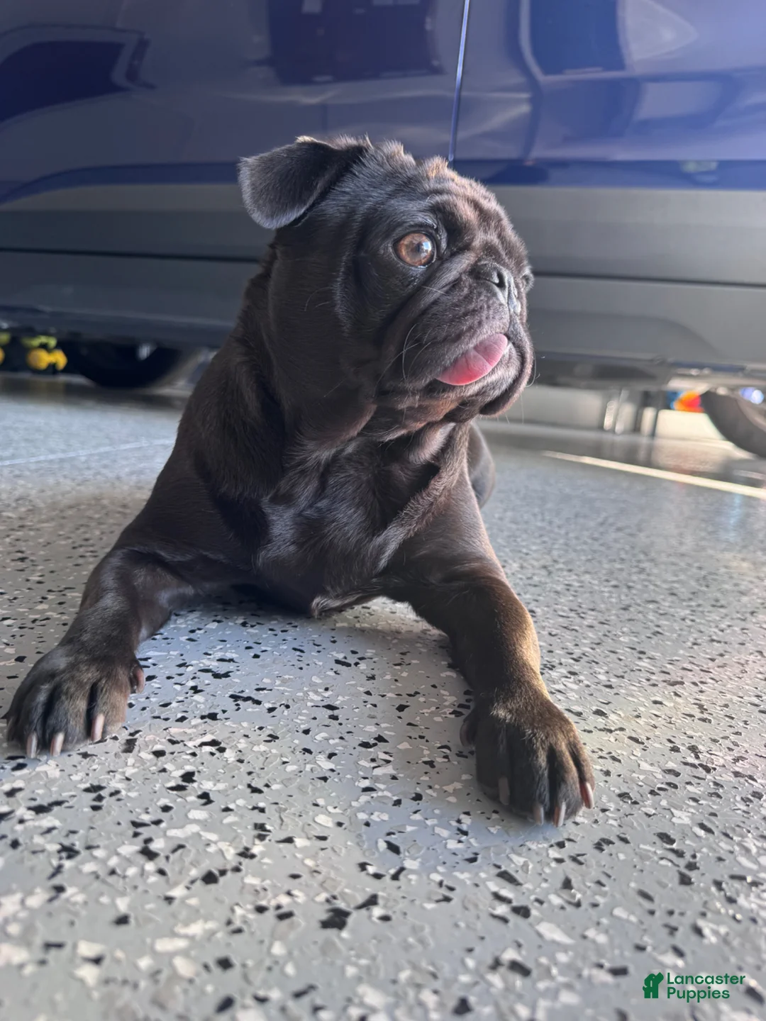 Pug dogs for sale: Pug Puppy 1 - Ad 2