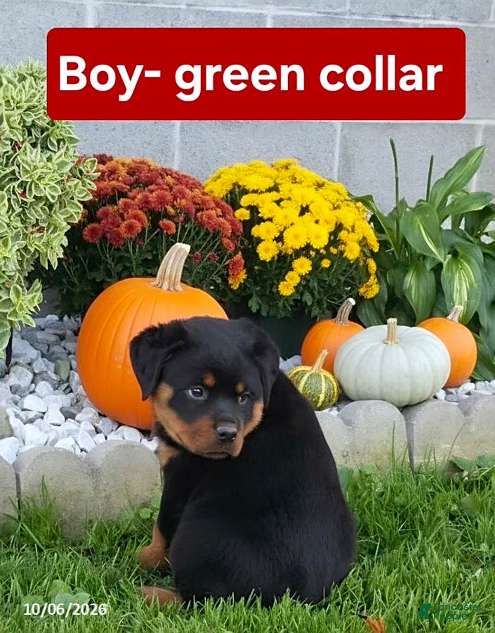 Rottweiler dogs Rusty - Ad 1