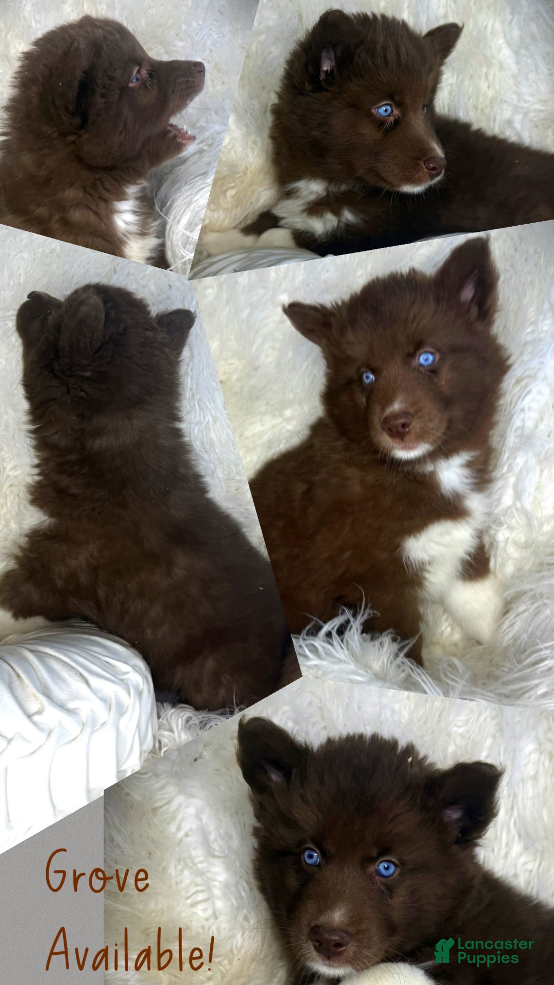 Siberian Husky dogs Grove - Ad 25