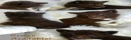 Siberian Husky dogs for sale: Grove - Ad 1