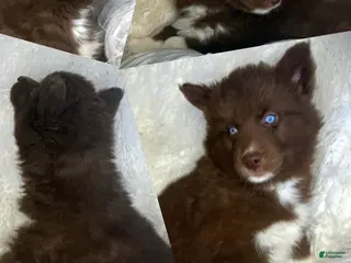 Siberian Husky dogs Grove - Ad 25