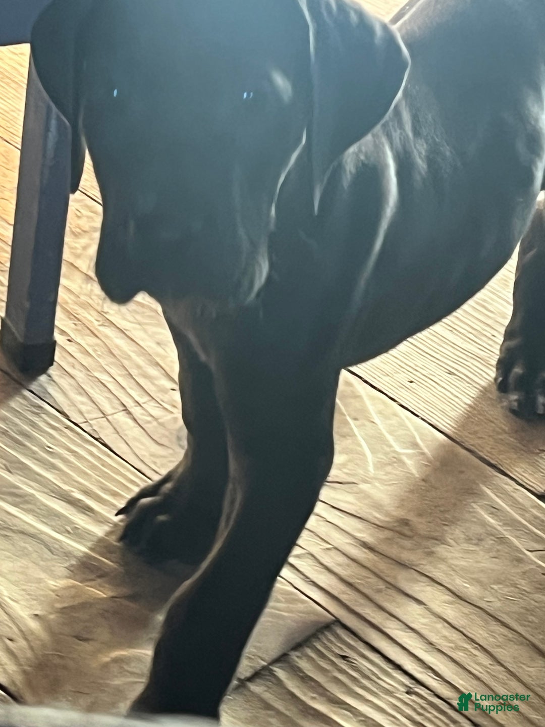 Great Dane dogs for sale: Petal - Ad 10