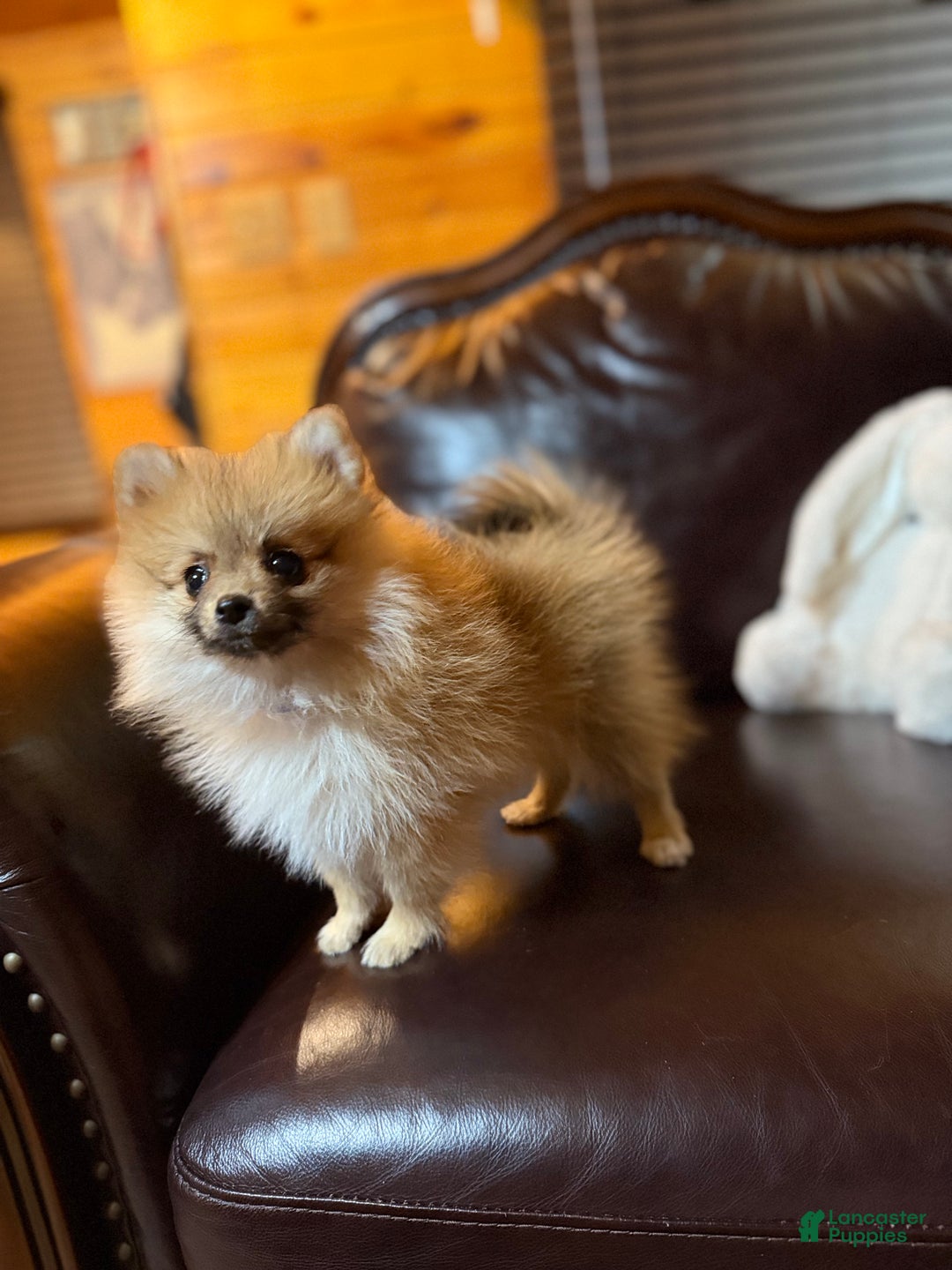Pomeranian dogs for sale: Tiny Tim  - Ad 17
