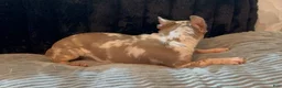 Chihuahua dogs for sale: Mr platinum - Ad 7
