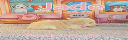 Standard Poodle dogs for sale: Jade - Ad 2