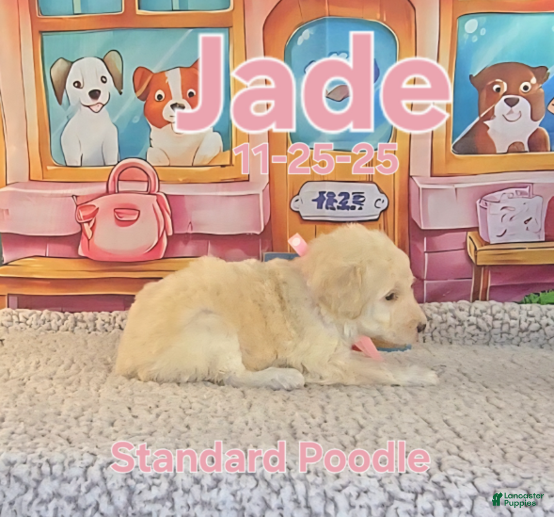 Standard Poodle dogs for sale: Jade - Ad 2