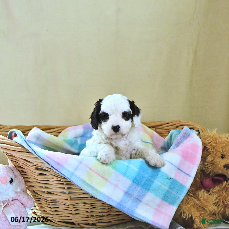 Cavapoo dogs Bailey - Ad 1