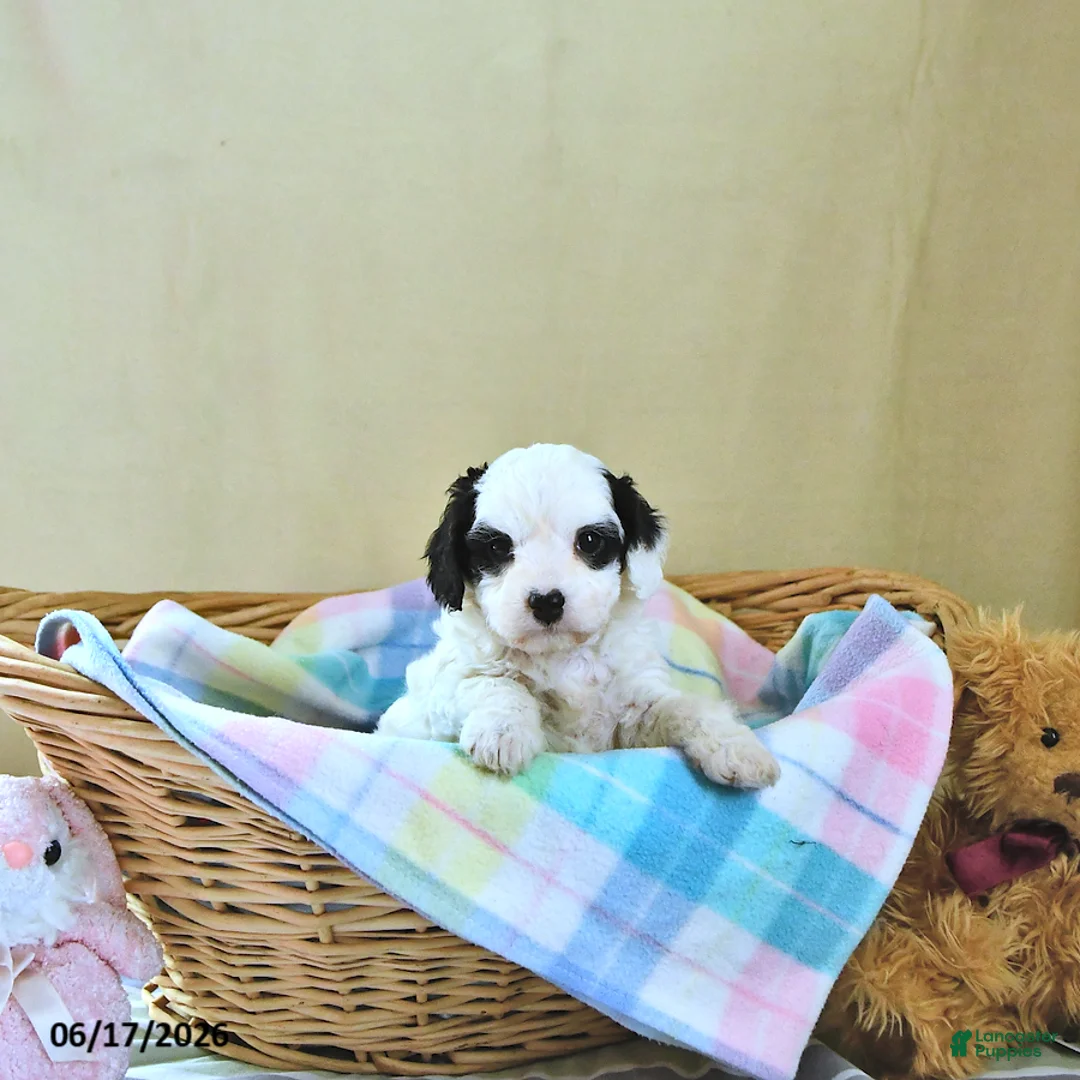 Cavapoo dogs for sale: Bailey - Ad 1