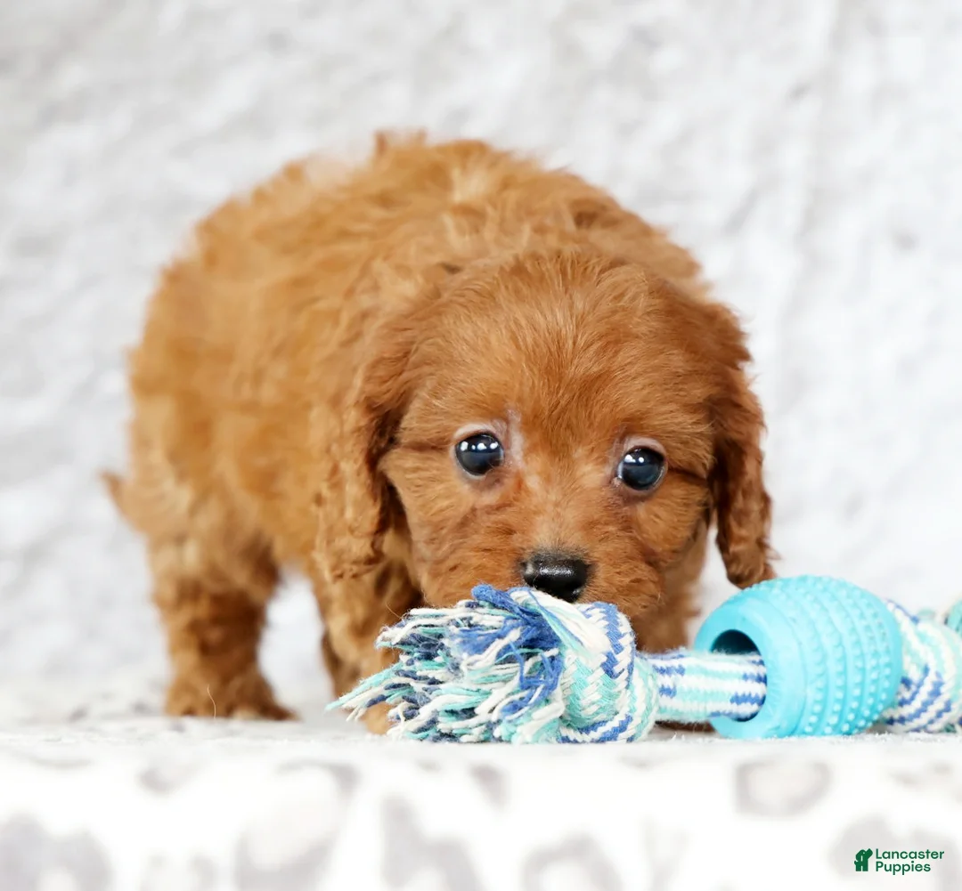 Cavapoo dogs for sale: Missy - Ad 7