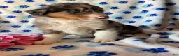 Mixed Breed dogs for sale: Monty - Ad 2