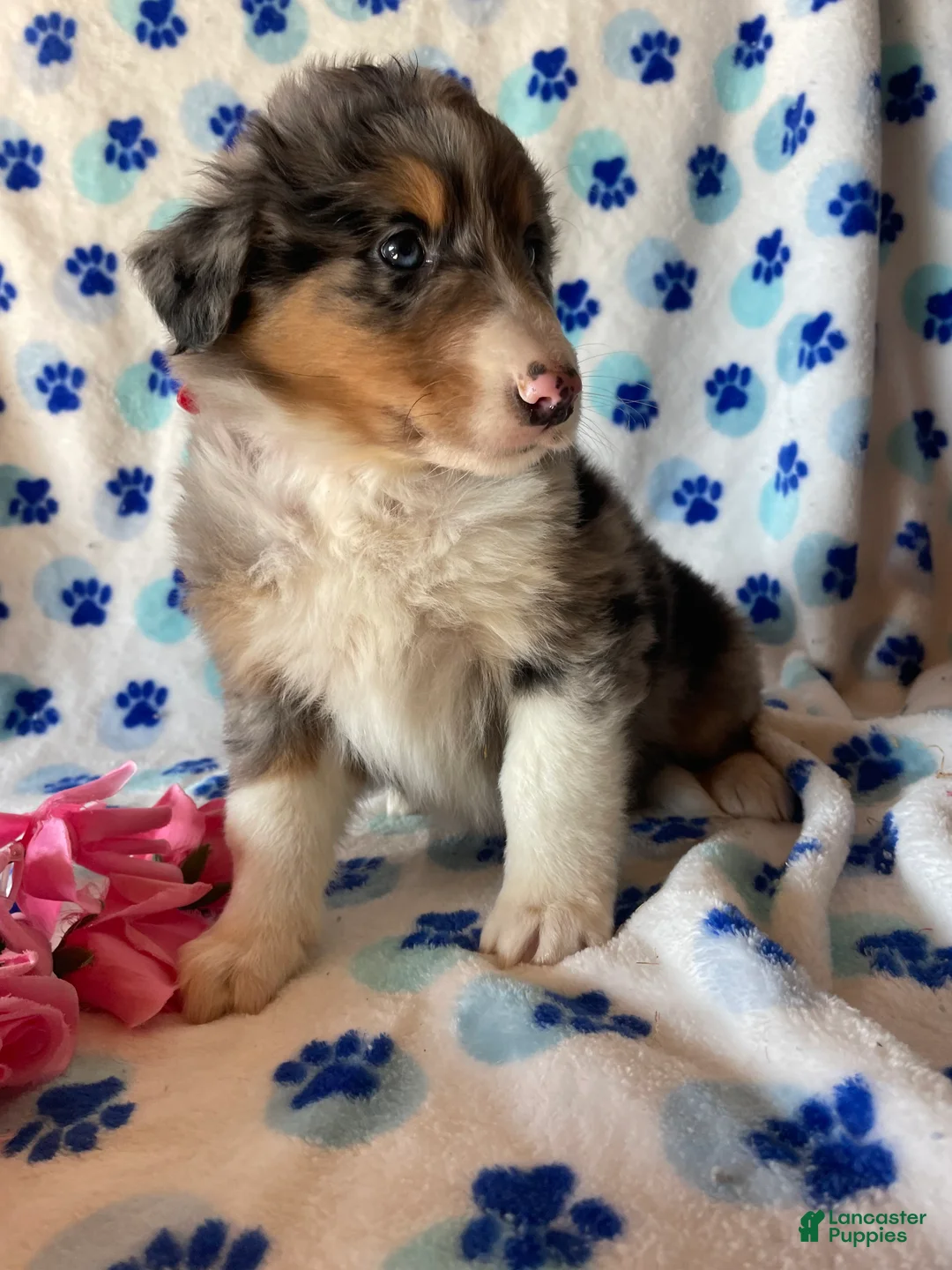Mixed Breed dogs for sale: Monty - Ad 2